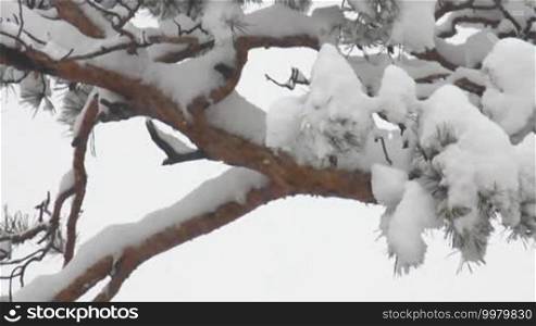 Snow-covered pine tree on a background of falling snow