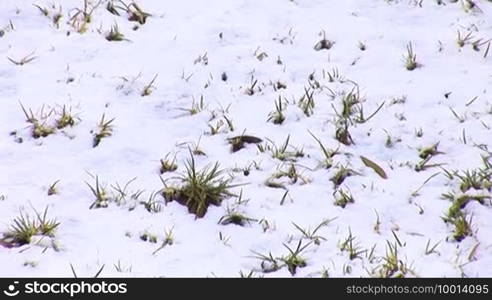 Snow in Jerusalem