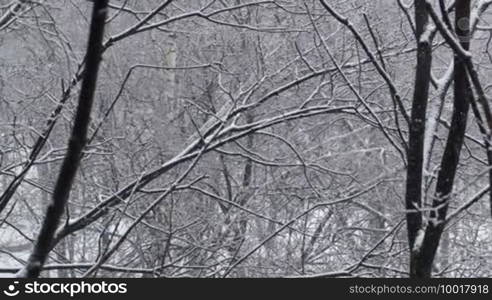 Snowfall and the trees. Wide shot.