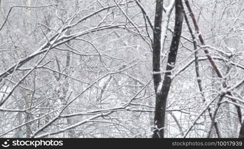 Snowfall and the trees. Wide shot.