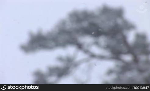 Snowflakes fly on the background of trees