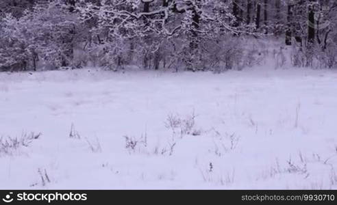 Snowy winter in the forest