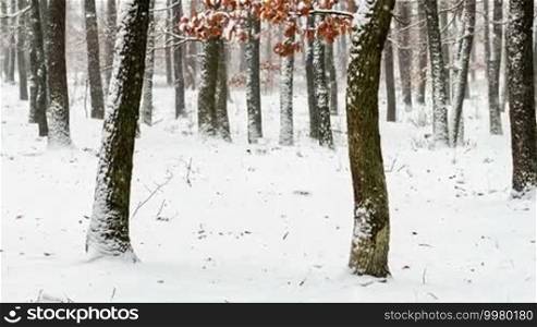 Snowy winter in the forest