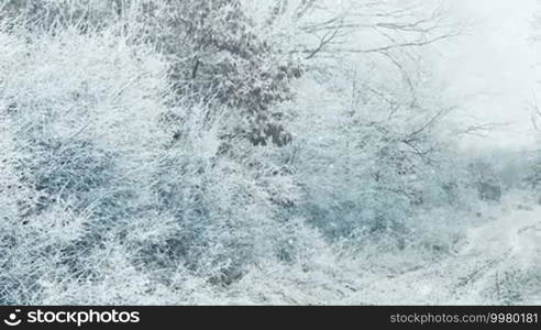 Snowy winter in the forest