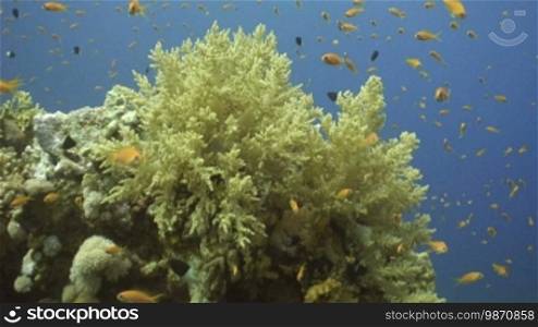 Soft corals in the reef.
