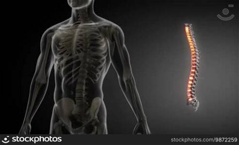 Spine anatomy medical scan