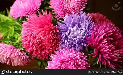 Spraying water on beautiful colorful chrysanthemum with drops