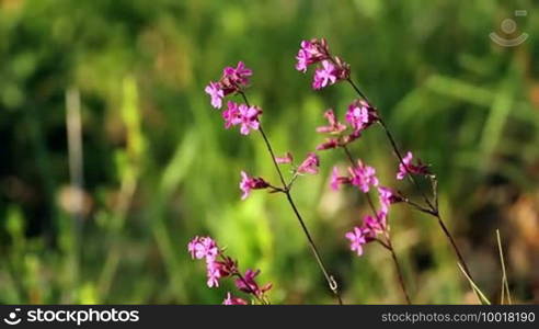 Sticky Catchfly (Viscaria vulgaris)