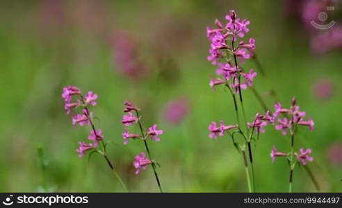 Sticky Catchfly (Viscaria vulgaris)