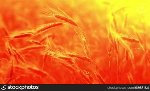 Summer Wheat Crop pattern