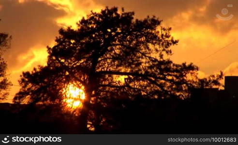 Sun has become entangled in the branches of pine trees