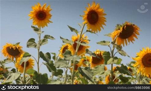 Sunflowers against a clear blue sky