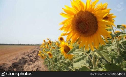 Sunflowers against a clear blue sky