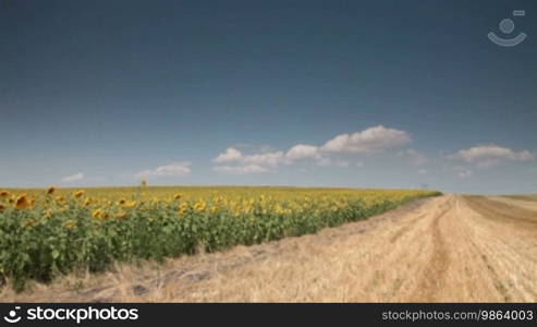 Sunflowers field under blue sky