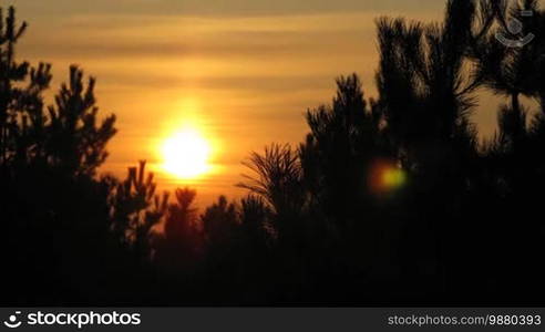 Sunset Time Lapse in forest. No birds and free of defects.