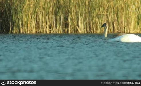 Swans family swimming leisurely along the shore of the lake