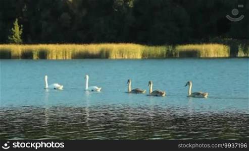 Swans family swimming leisurely along the shore of the lake