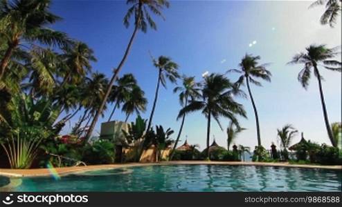 Swimming pool and palms loop