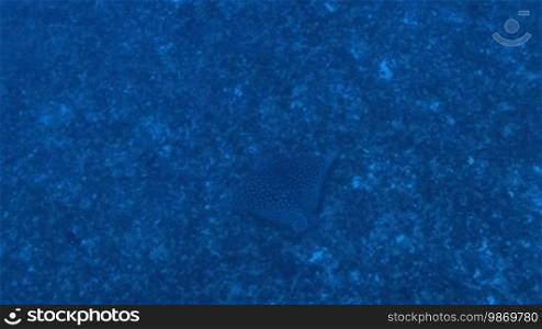 Swimming stingray from above