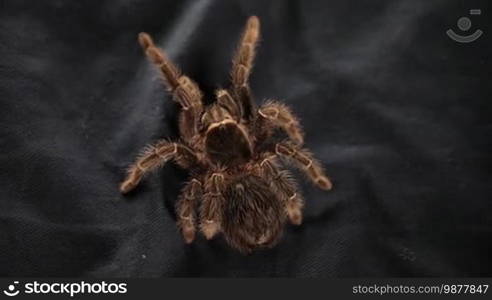 The spider crawls on a black cloth