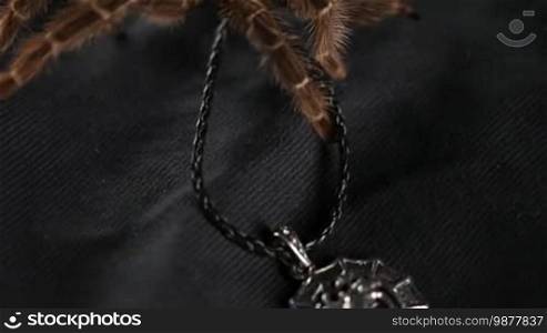 The spider crawls on a silver amulet