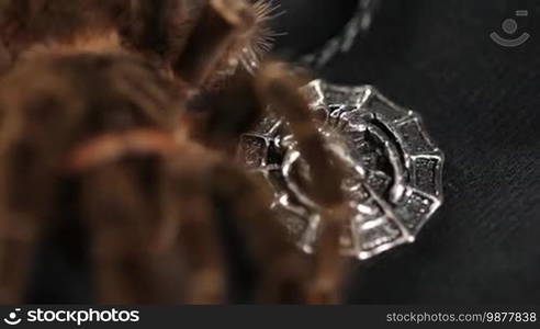 The spider crawls on a silver amulet