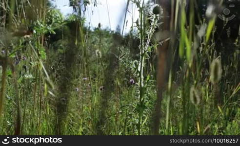 Thistle and sun rays, pan shot.