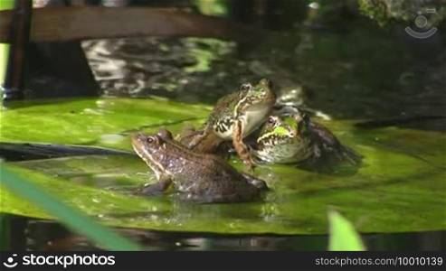 Three frogs are sitting on a large green leaf / lily pad in calm water / pond. Two frogs are sitting on top of each other, one beside.
