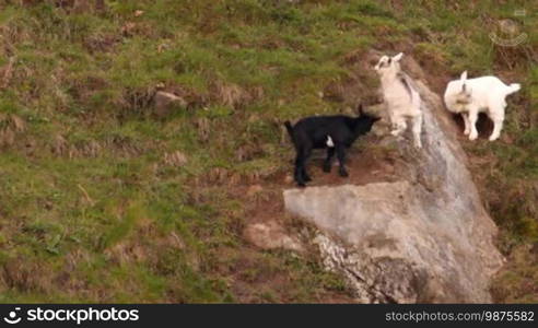 Three goats bump on the slope