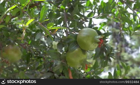 Three pomegranates on branches in sunlight in Greece