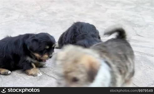 Three puppies eating outside in a yard