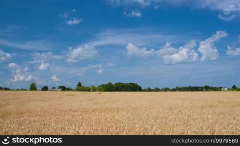 Timelapse of wheat swinging in the wind and clouds running in bright blue sky