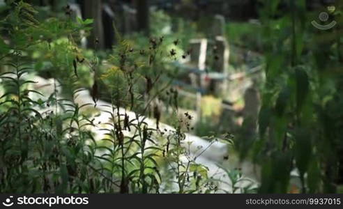 Top view of graveyard with crosses and headstones surrounded by wrought iron fence. Green plants and trees in background