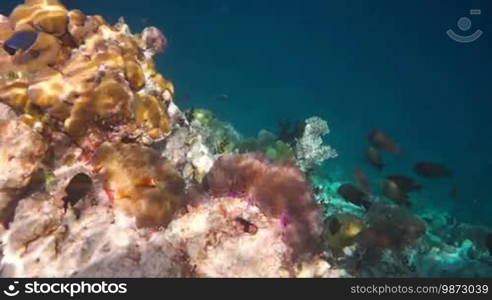 Topical saltwater fish, clownfish - Coral reef in the Maldives, Anemonefish