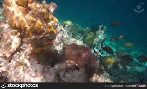 Topical saltwater fish, clownfish - Coral reef in the Maldives, Anemonefish