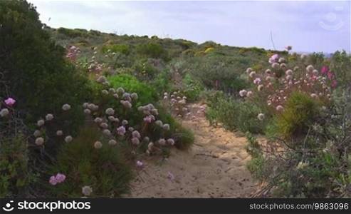 Trampelpfad umsSumt von grünen Wiesen, Büschen und Sträuchern und rosa Blumen; Küste der Algarve, Portugal.