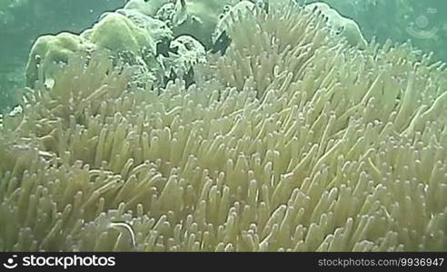 Tropical fish and coral close up in Cambodia sea