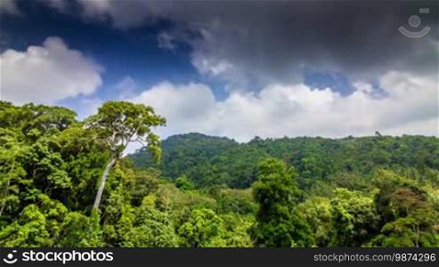 Tropical green forest with clouds running to camera and shadows on trees time lapse