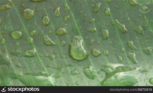 Tropical rain is dripping on green leaf