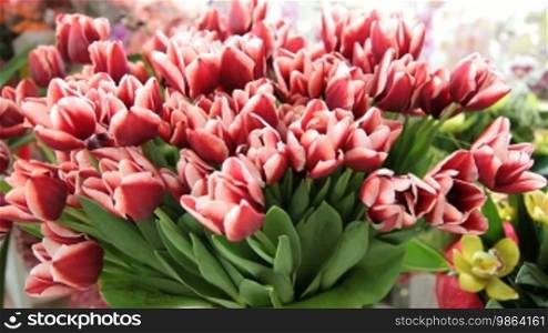 Tulips and orchids arrangements in florist shop tracking shot, closeup