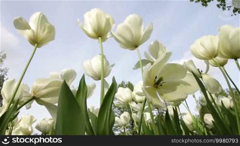 Tulips in a Garden Blowing in the Wind