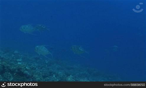 Two African Pompano, Alectis ciliaris, fish swim in the sea