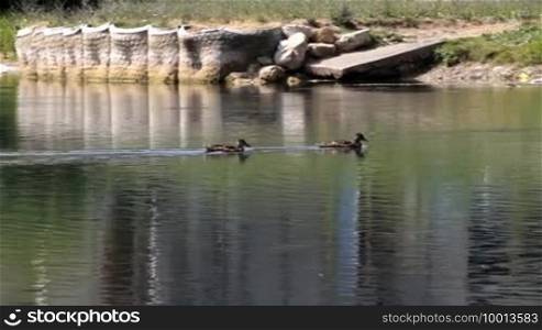 Two ducks in river