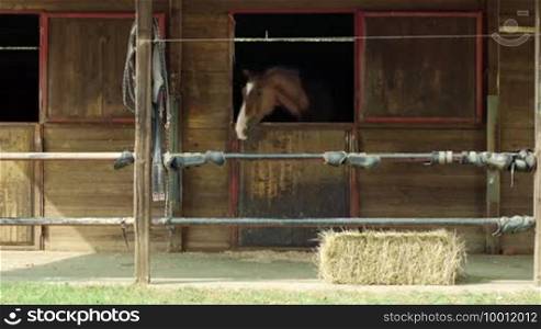 Two English thoroughbred horses in stable at riding school