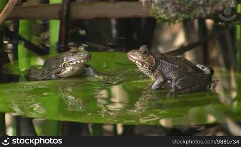 Two frogs are sitting on a large green leaf / lily pad in a calm water / pond and jumping away one after the other.