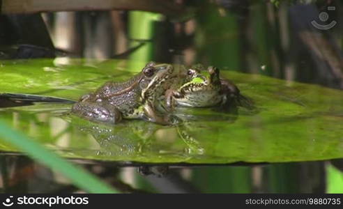 Two frogs are sitting on a large green leaf / lily pad in calm water / pond. One jumps up and lands back on the leaf.