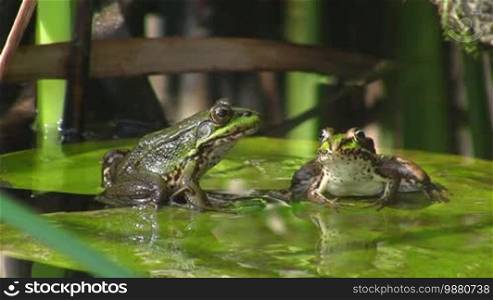 Two frogs, one looking sideways, one looking forward, sitting on a large green leaf / lily pad in calm water / pond, the one looking forward jumps away, the other remains motionless sitting.