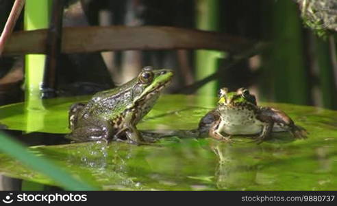 Two frogs, one looking to the side, one looking forward, sitting on a large green leaf / lily pad in calm water / pond.