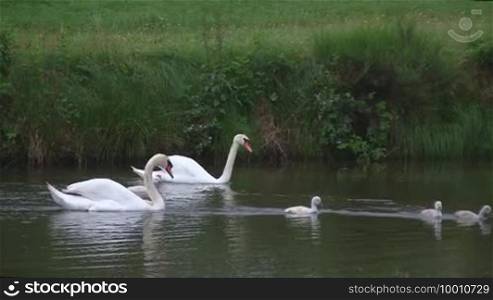 Two mute swans (Cygnus olor) with chicks