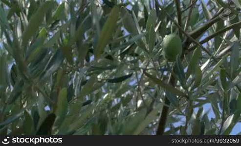 Two ripe green olives are growing on the olive tree.